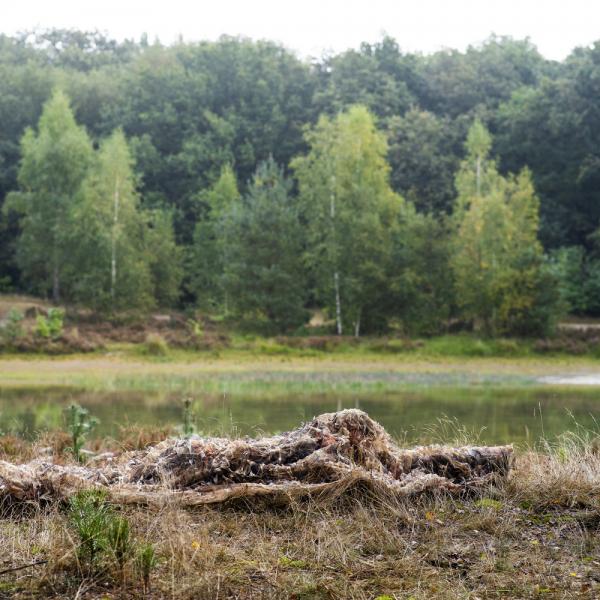Caruba Camouflage Net Reed